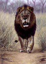 blk_lion-pic.jpg